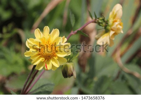 beautiful dahlia flower in the garden, dahlia minion yellow, dahlias macro, garden dahlia in summer