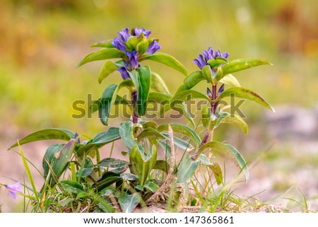 Wildlife Picture of a rare star gentian in Bavaria