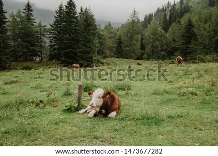 Alpine cow in a green field
