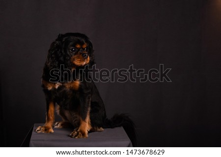 Adorable Cavalier King Charles Spaniel dog looks sad and afraid while posing for portraits in a studio. Pet photography with a dark gray background.