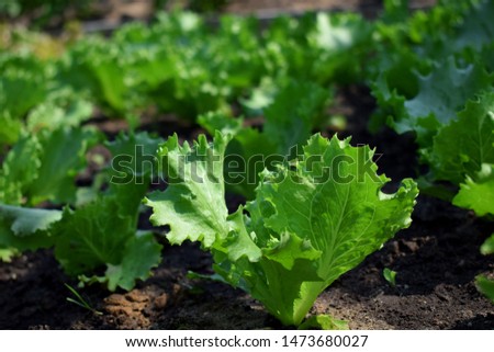 Lettuce salad growing on bed in the garden under sun rays