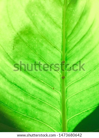 Green leaves background. Leaf texture, leaves closeup for the background 