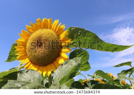 Scenery with a blue sky and the sunflower
