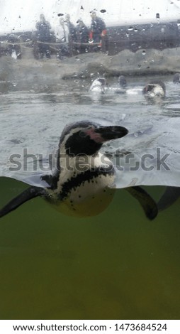 Penguin pops up 