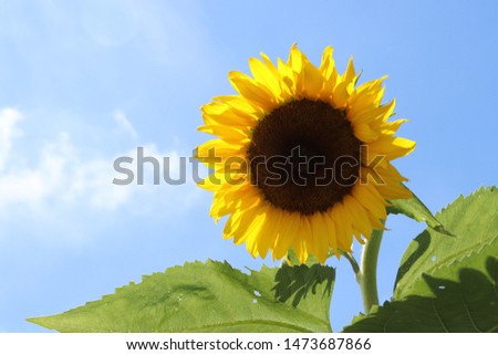 Scenery with a blue sky and the sunflower
