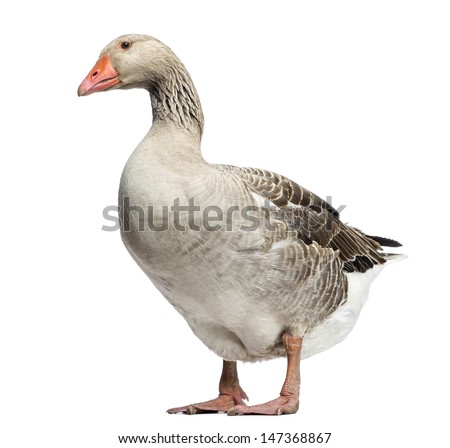 Domestic goose, Anser anser domesticus, standing and looking down, isolated on white Royalty-Free Stock Photo #147368867