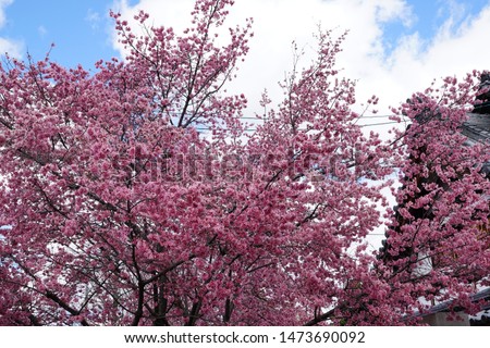 Okame cherry blossoms of Cyotokuji