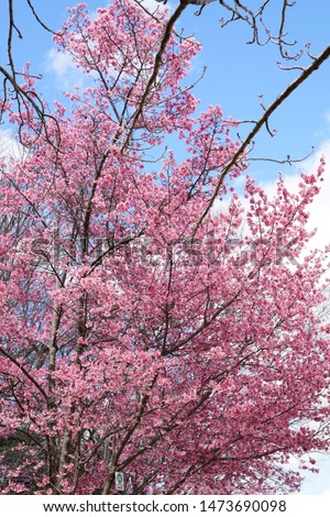 Okame cherry blossoms of Cyotokuji