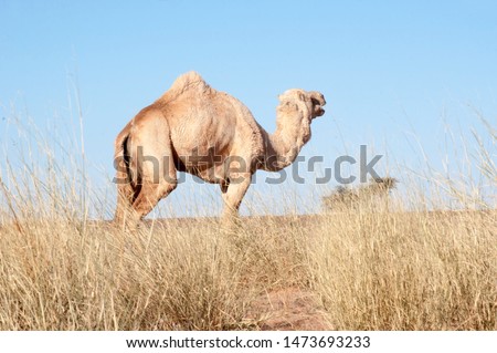camel dromedary in western sahara