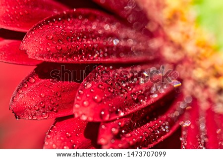 Red Gerbera Flower - Macro photograph with detail of the petals of a red gerbera flower with water droplets under natural sunlight in the garden