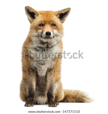 Red fox, Vulpes vulpes, sitting, isolated on white