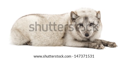 Arctic fox, Vulpes lagopus, also known as the white fox, polar fox or snow fox, lying, isolated on white 