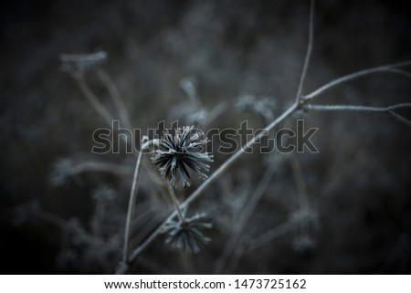 image of a field in the middle of winter with dried flowers covered with ice or snow