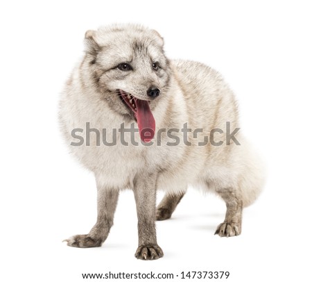 Arctic fox, Vulpes lagopus, also known as the white fox, polar fox or snow fox, standing, panting, isolated on white  Royalty-Free Stock Photo #147373379
