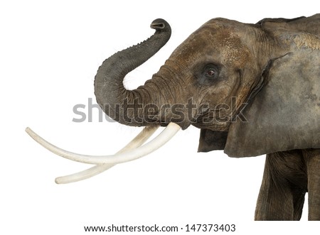 Close up of an African Elephant lifting its trunk, isolated on white