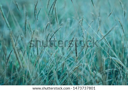 the green grass abstract. natural wallpaper and background