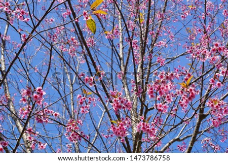Tiger tiger flower Cherry blossoms in Thailand Tree with full pink flowers
