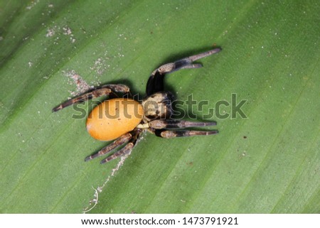 Velvet spider (Stegodyphus tibialis) female, Eresidae on green leaf habitat.