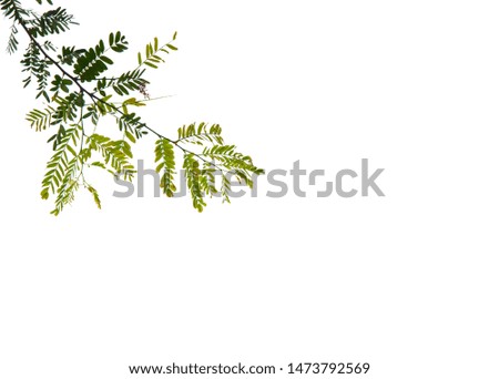 little green leaves on white background