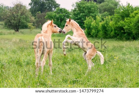 Two cute Haflinger horse foals have fun, playing, rearing and frolic around in a green grass meadow in spring, Germany  Royalty-Free Stock Photo #1473799274