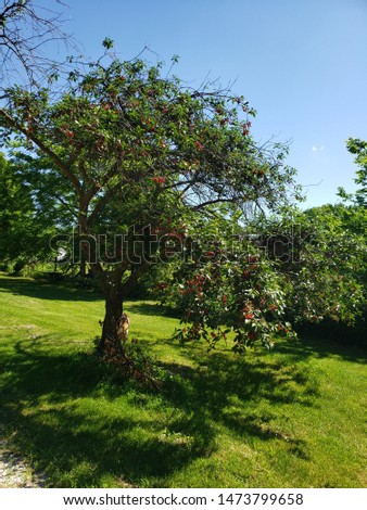 Cherry tree with cherries. Bing cherries. Lewistown ILLINOIS.  Royalty-Free Stock Photo #1473799658