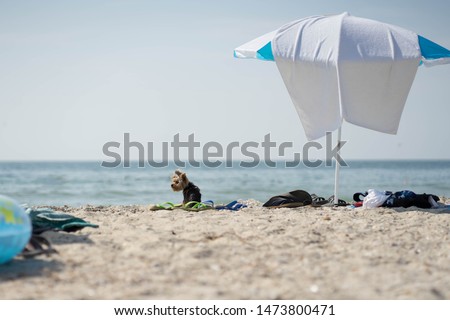 
beach photo with the image of two beach umbrellas under which a small dog is resting