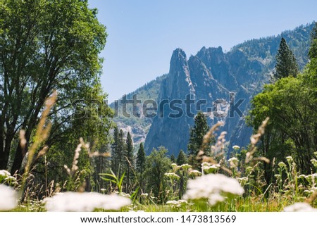 Yosemite Valley meadow in spring / summer with lush grass and flowers under Cathedral Rocks