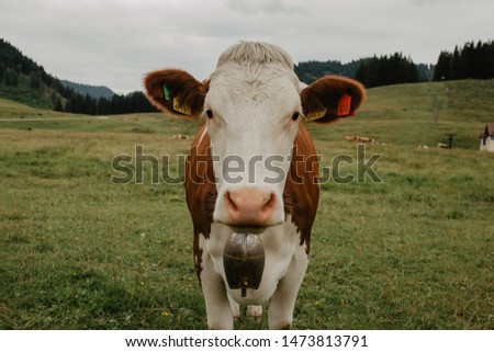 Milk cows in Ausrian fields