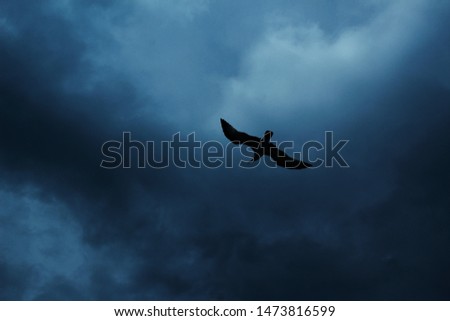 A bird, trying to rescue herself from the incoming sea storm