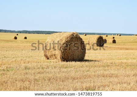 pictured haystack lying on the field