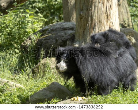 Sloth Bear, Melursus ursinus, female wearing chicks on back