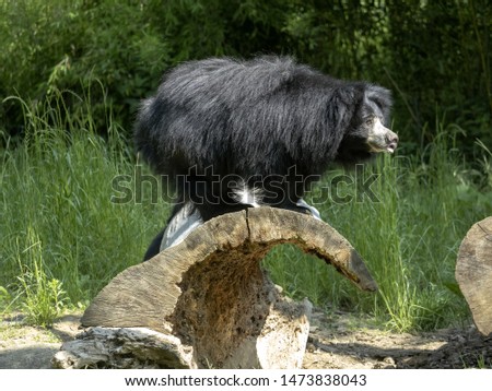 Sloth Bear, Melursus ursinus, female observing surroundings