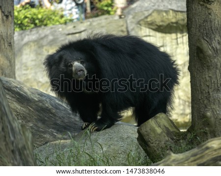 Sloth Bear, Melursus ursinus, female observing surroundings