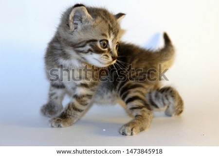 little striped kitten on white background