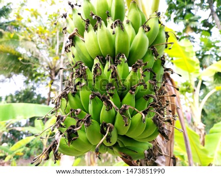 Bunch of green bananas in the garden. Agricultural plantation.  Green bananas on the tree. 