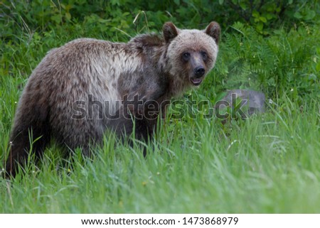 Juvenile Grizzly in the Canadian Rockies
