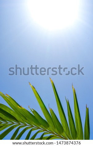 Palm Tree Leaves from Bimini Bahamas