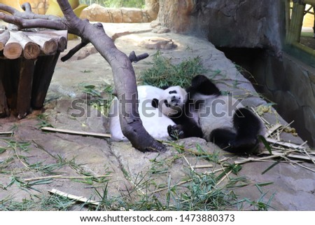 A cute panda sleeps on a piece of ice after eating bamboo