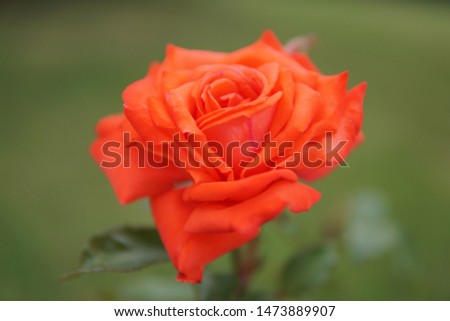 Red rose the most beautiful picture