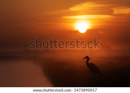 grey heron at water canal during sunrise in Holland 