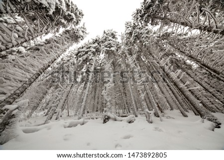 Beautiful winter picture. Tall spruce trees covered with deep snow and frost on clear sky background. Happy New Year and Merry Christmas greeting card.