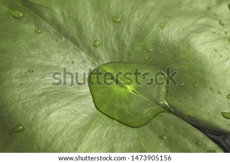 green leaf with water drops       