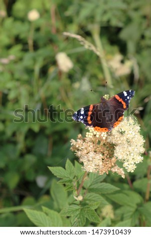 A Red Admiral butterfly collecting nectar from some hedgerow flowers in full sun. Scientific name Vanessa atalanta.  