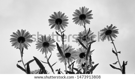 Some daisies at sunset silhouette