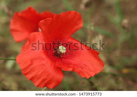 flower , red wild poppy, close-up, background