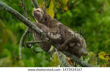 Wild sloth in the jungle