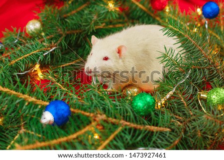 Cute white rat and christmas tree on red background, the christmas mouse. Symbol of the new year 2020 in the Chinese calendar. New year and Christmas concept.