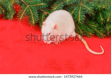 Cute white rat tating cheese and christmas tree on red background, the christmas mouse. Symbol of the new year 2020 in the Chinese calendar. New year and Christmas concept. copy space