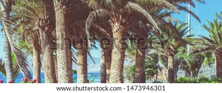 Toned photo of Puerto del Carmen beach in Lanzarote, Canary islands, Spain. blue sea, palm trees, selective focus. Long photo banner