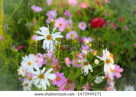 Beautiful Cosmos Blooming in Field with dappled soft focus sunlight